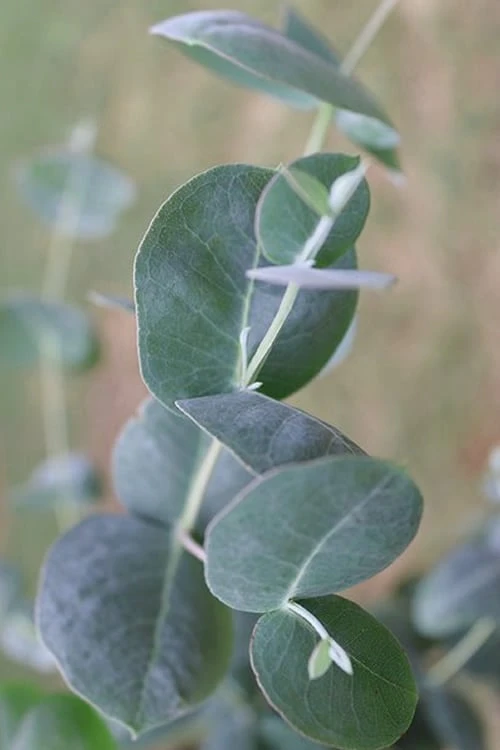 Big O Cold Hardy Eucalyptus Tree (Eucalyptus Neglecta) - 5 Gallon Pot (5-6') - Image 8