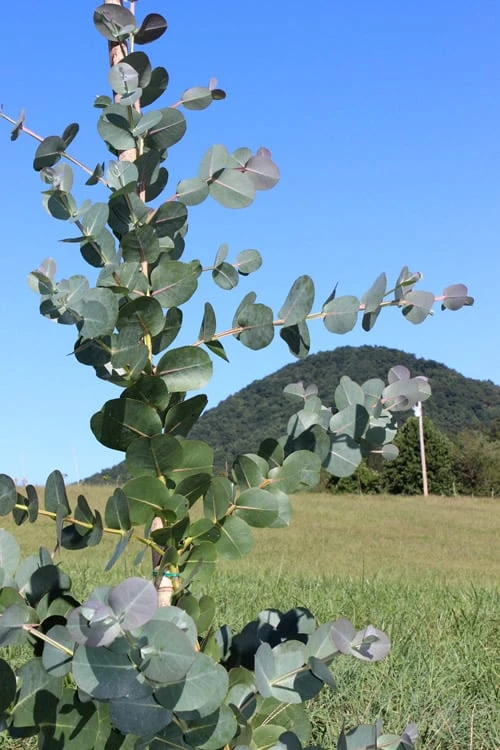 Big O Cold Hardy Eucalyptus Tree (Eucalyptus Neglecta) - 5 Gallon Pot (5-6') - Image 6