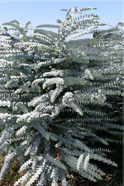 Bluey Cold Hardy Eucalyptus Tree (Eucalyptus Pulverulenta) - 6 Pack Of 1 Gallon Pots - Image 9