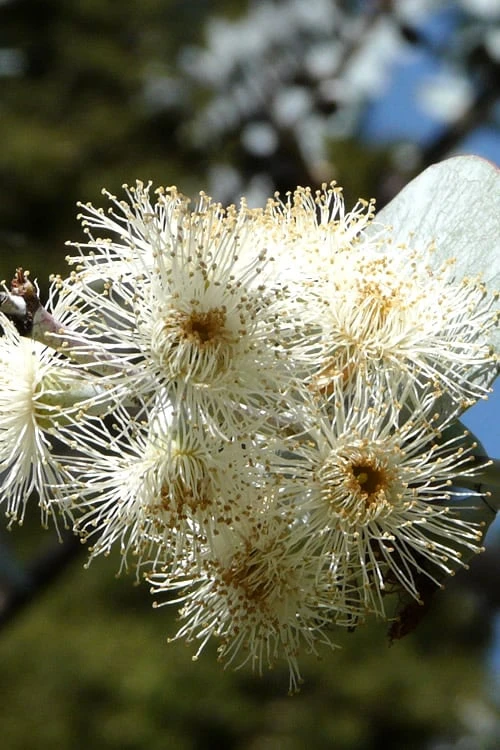 Bluey Cold Hardy Eucalyptus Tree (Eucalyptus Pulverulenta) - 6 Pack Of 1 Gallon Pots - Image 8