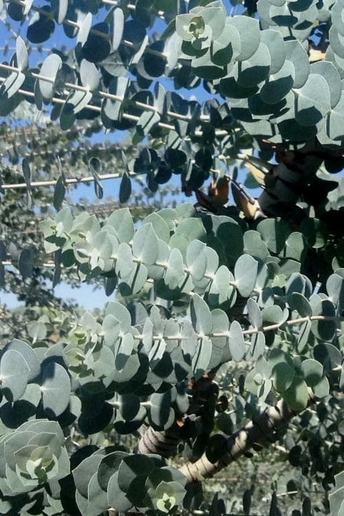 Bluey Cold Hardy Eucalyptus Tree (Eucalyptus Pulverulenta) - 6 Pack Of 1 Gallon Pots - Image 5