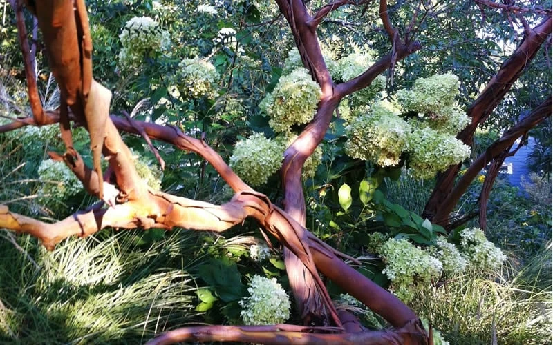 Funky Monkey Cold Hardy Eucalyptus Tree (Eucalyptus Parvula) - Quart Pot - Image 5