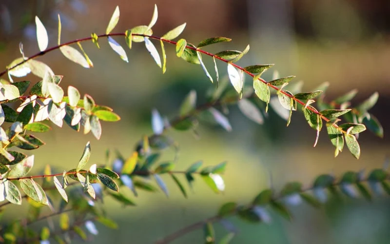 Funky Monkey Cold Hardy Eucalyptus Tree (Eucalyptus Parvula) - Quart Pot - Image 6