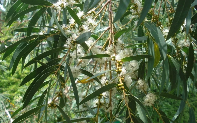 Funky Monkey Cold Hardy Eucalyptus Tree (Eucalyptus Parvula) - Quart Pot - Image 4