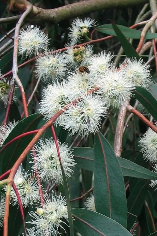 Jersey Girl Cold Hardy Eucalyptus Tree (Eucalyptus Macarthurii) - 3 Gallon Pot - Image 9
