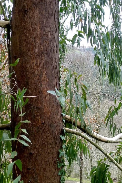 Jersey Girl Cold Hardy Eucalyptus Tree (Eucalyptus Macarthurii) - 3 Gallon Pot - Image 8