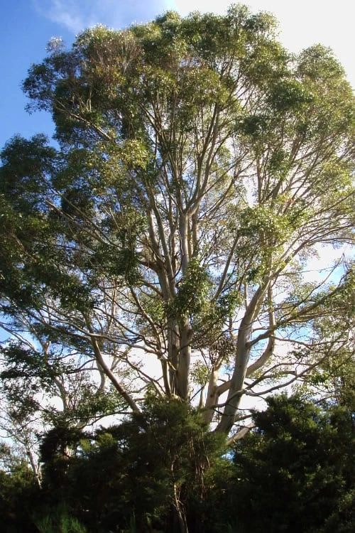 Jersey Girl Cold Hardy Eucalyptus Tree (Eucalyptus Macarthurii) - 3 Gallon Pot - Image 5