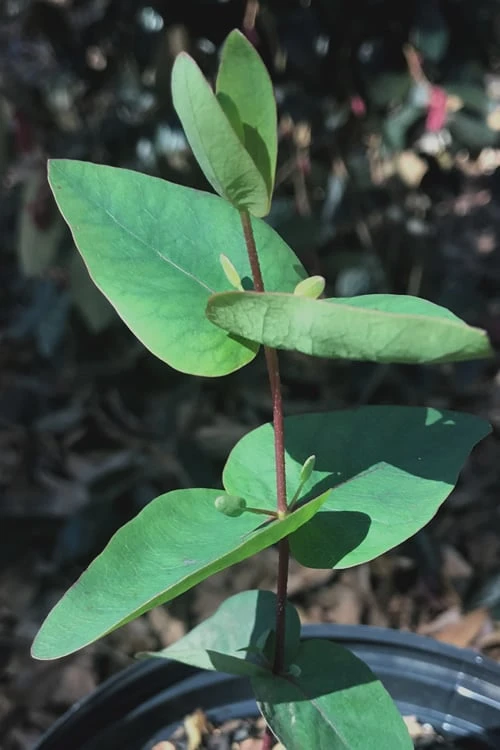 Jersey Girl Cold Hardy Eucalyptus Tree (Eucalyptus Macarthurii) - 3 Gallon Pot - Image 7