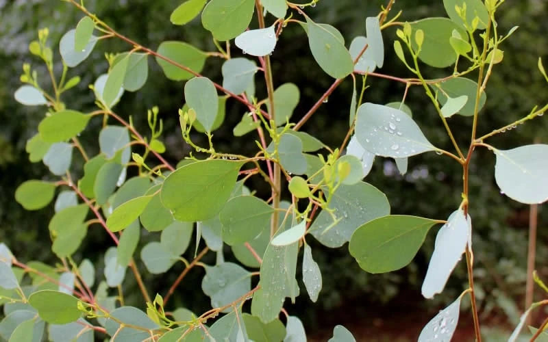 Lucky Country Cold Hardy Eucalyptus Tree (Eucalyptus Camphora) - 3 Gallon Pot - Image 4