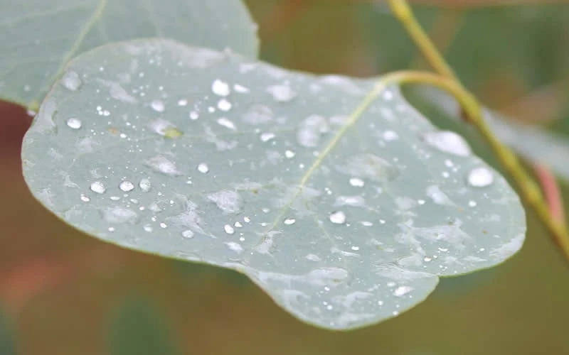 Lucky Country Cold Hardy Eucalyptus Tree (Eucalyptus Camphora) - 5 Gallon Pot - Image 6