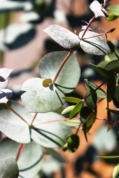 Maggie Cold Hardy Eucalyptus Tree (Eucalyptus Nova Anglica) - 1 Gallon Pot - Image 6