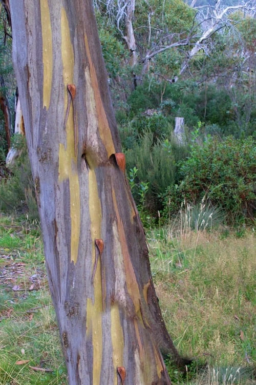 Sheila Cold Hardy Eucalyptus Tree (Eucalyptus Stellulata) - 1 Gallon Pot - Image 5