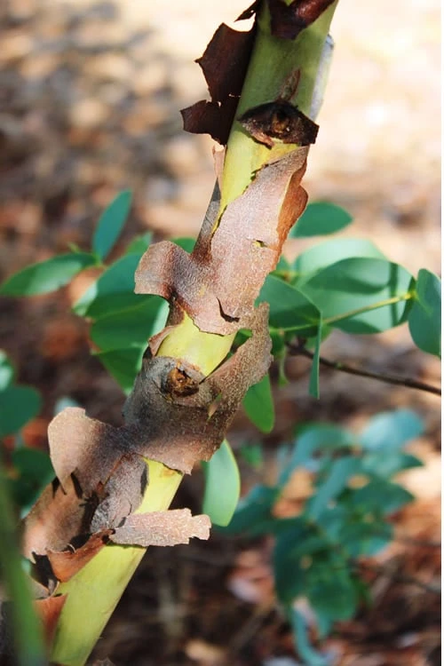 Sheila Cold Hardy Eucalyptus Tree (Eucalyptus Stellulata) - 1 Gallon Pot - Image 9