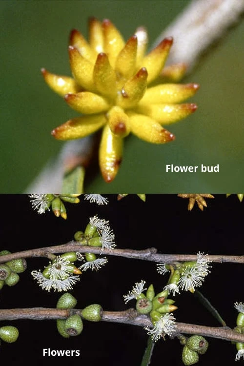 Skinny Minny Hardy Eucalyptus Tree (Eucalyptus Moorei) - 1 Gallon Pot - Image 3