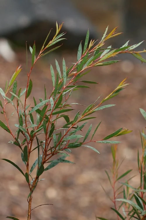 Skinny Minny Hardy Eucalyptus Tree (Eucalyptus Moorei) - 1 Gallon Pot - Image 4