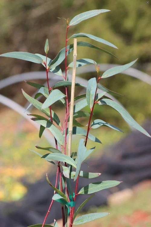 Snow Day Cold Hardy Eucalyptus Tree (Eucalyptus Gregsoniana) - 1 Gallon Pot - Image 5