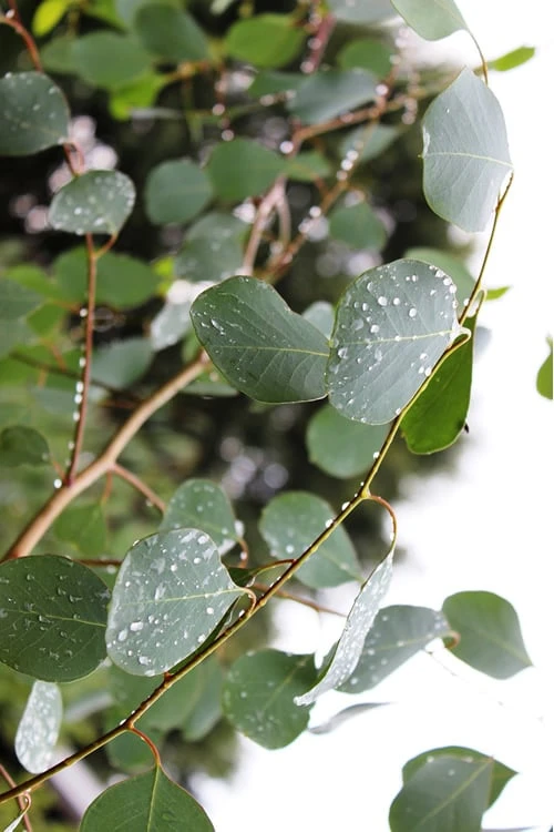 Lucky Country Cold Hardy Eucalyptus Tree (Eucalyptus Camphora) - 3 Gallon Pot - Image 7