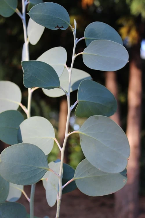 Mappa Tassie Cold Hardy Eucalyptus Tree (Eucalyptus Pauciflora) - 3 Gallon Pot - Image 6
