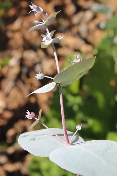 Maggie Cold Hardy Eucalyptus Tree (Eucalyptus Nova Anglica) - 1 Gallon Pot - Image 4