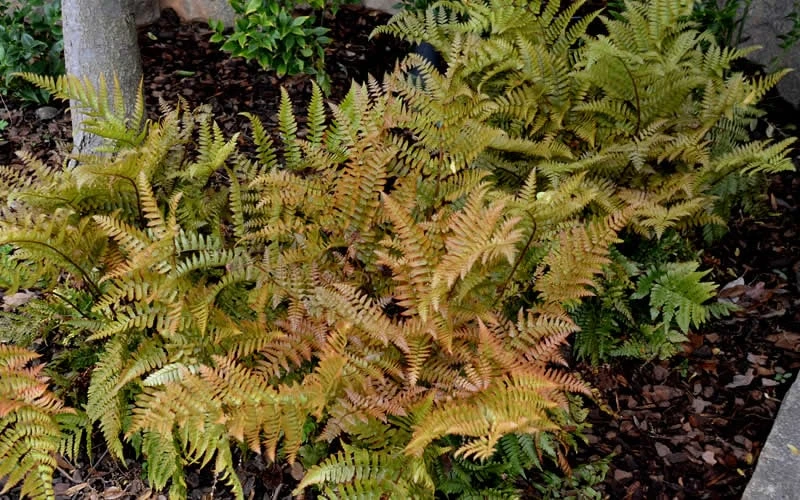 Autumn Fern (Dryopteris Erythrosora) - 3 Gallon - Image 5
