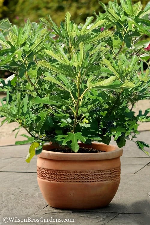 Little Ruby Dwarf Fig Tree - 3 Gallon Pot - Image 4