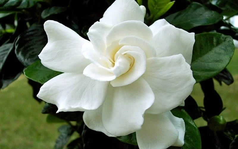 August Beauty Gardenia - 1 Gallon Pot - Image 5