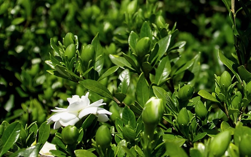 Double Mint Gardenia - 6 Pack Of 1 Gallon Pots - Image 6