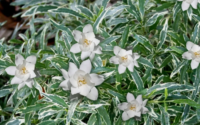 Variegated Creeping Dwarf Gardenia - 3 Gallon Pot - Image 4