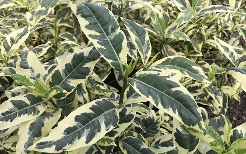 Variegated August Beauty Gardenia - 3 Gallon Pot - Image 5