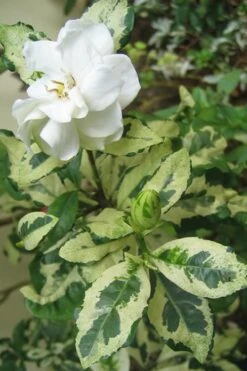 Variegated August Beauty Gardenia - 1 Gallon Pot