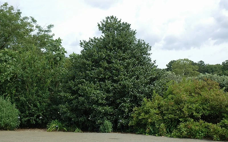 Emily Bruner Pyramidal Holly - 3 Gallon Pot - Image 8