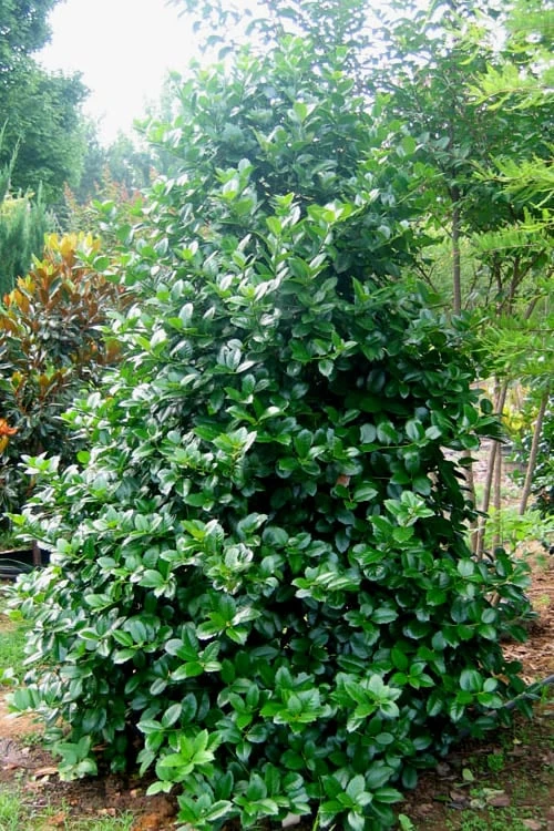 Emily Bruner Pyramidal Holly - 3 Gallon Pot - Image 6