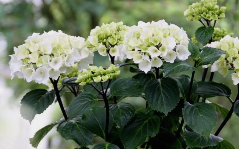Zebra Hydrangea - 1 Gallon Pot - Image 7