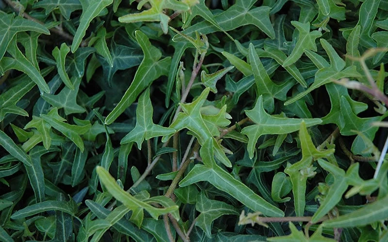 Needlepoint Ivy (Hedera Helix) - 8 Pack Of 2.5" Pots - Image 4