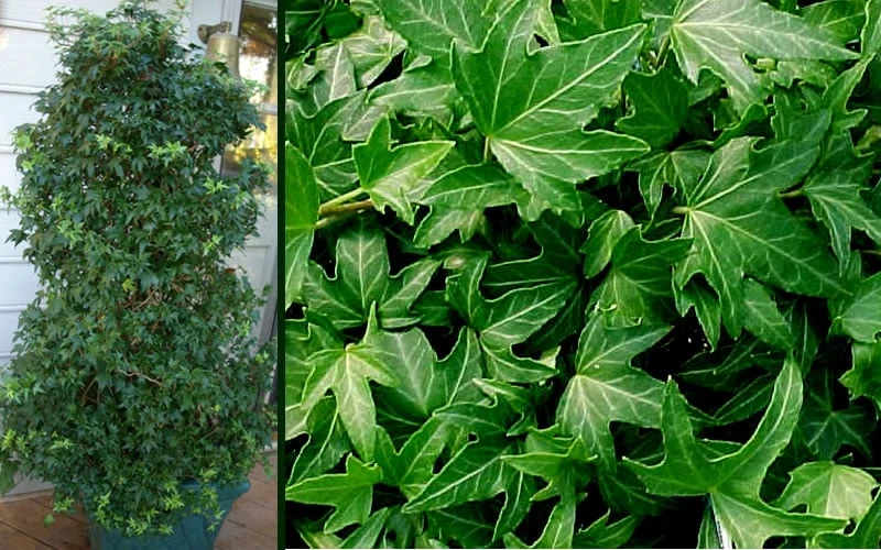 Needlepoint Ivy (Hedera Helix) - 8 Pack Of 2.5" Pots - Image 5