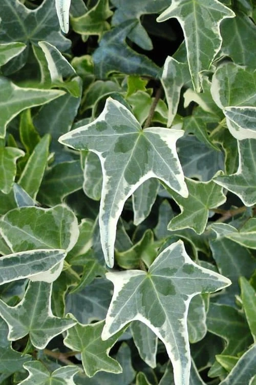 Variegated Needlepoint Ivy (Hedera Helix) - 10 Pack Of Pint Pots