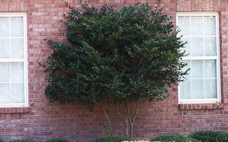 Wavy Leaf Ligustrum Recurvifolium - 1 Gallon Pot - Image 9