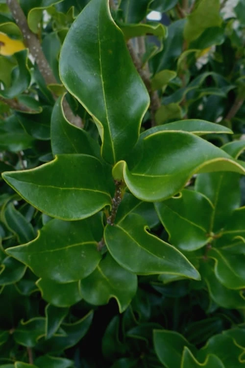 Wavy Leaf Ligustrum Recurvifolium - 1 Gallon Pot - Image 7