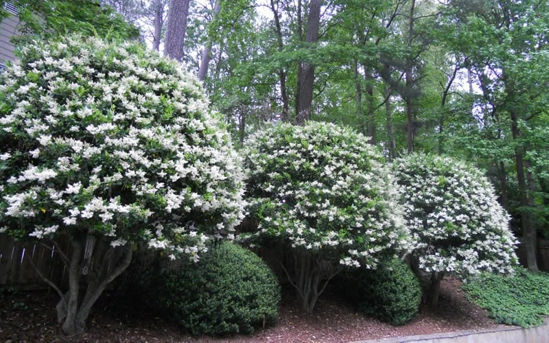 Wavy Leaf Ligustrum Recurvifolium - 1 Gallon Pot - Image 4