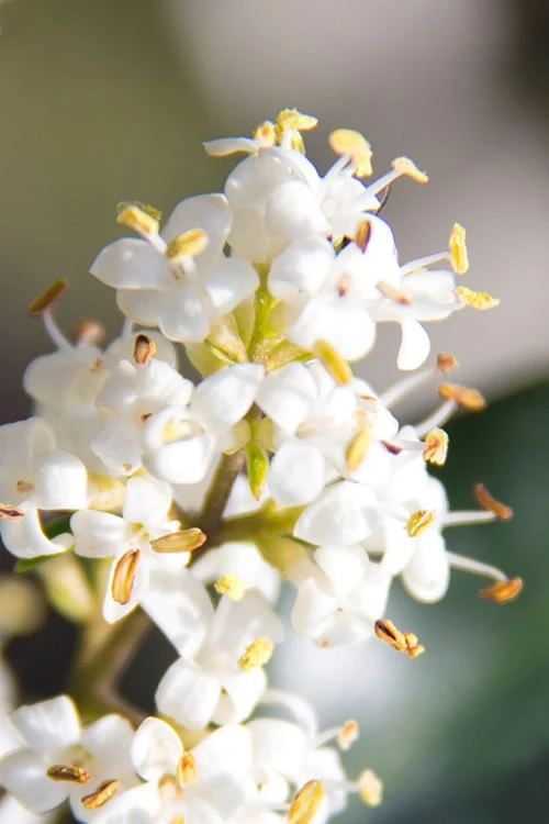 Wavy Leaf Ligustrum Recurvifolium - 1 Gallon Pot - Image 6