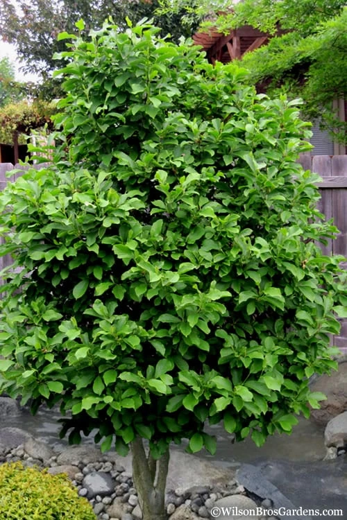 Ann Magnolia Tulip Tree - 3 Gallon Pot - Image 5