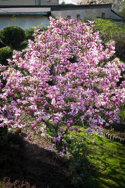 Betty Magnolia Tulip Tree - 3 Gallon Pot - Image 5