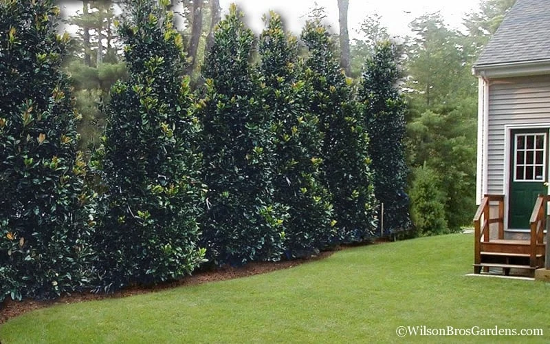 Claudia Wannamaker Southern Magnolia - 7 Gallon Pot (4-5') - Image 5