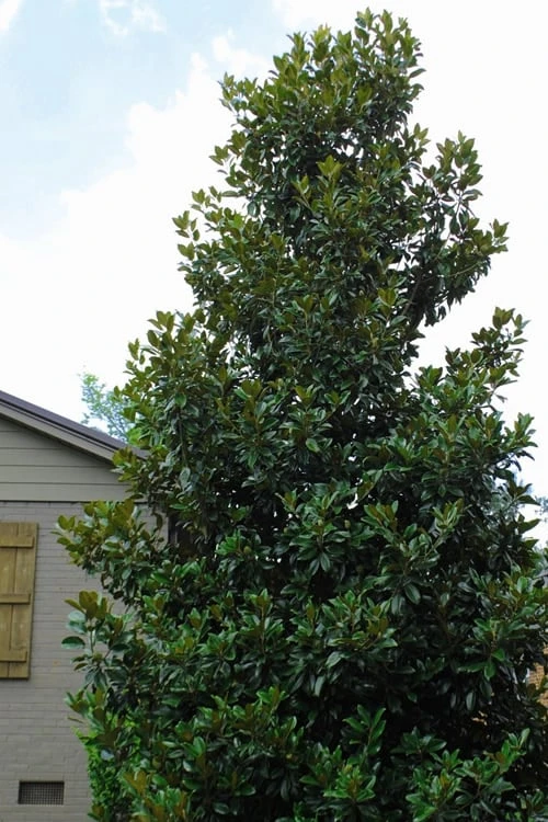 Claudia Wannamaker Southern Magnolia - 7 Gallon Pot (4-5') - Image 4