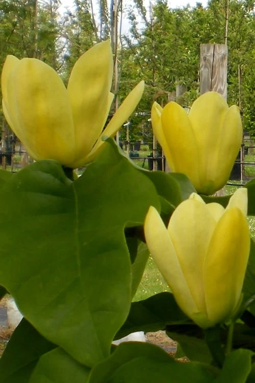 Yellow Bird Magnolia Tulip Tree - 1 Gallon Pot - Image 10