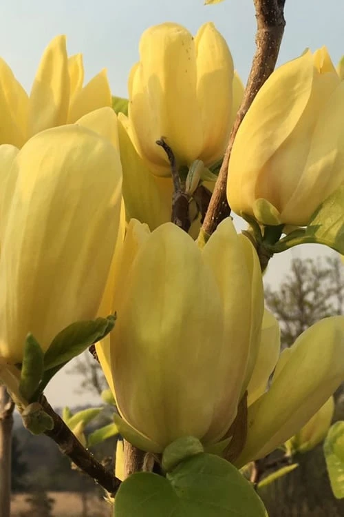 Yellow Bird Magnolia Tulip Tree - 1 Gallon Pot - Image 9