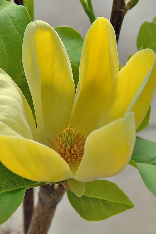 Yellow Bird Magnolia Tulip Tree - 1 Gallon Pot - Image 6