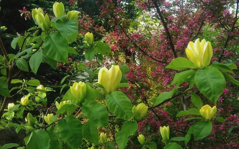 Yellow Bird Magnolia Tulip Tree - 1 Gallon Pot - Image 7