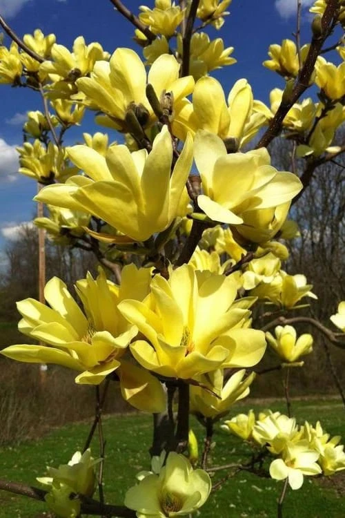 Yellow Bird Magnolia Tulip Tree - 1 Gallon Pot - Image 8