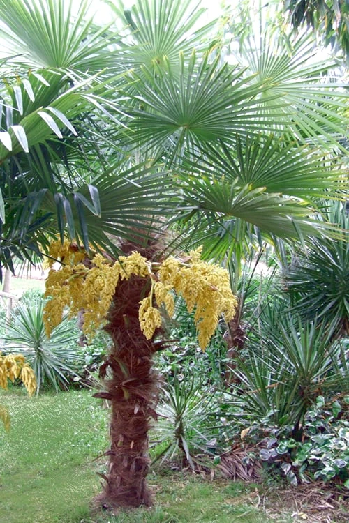 Windmill Cold Hardy Palm Tree - 7 Gallon Pot (3-4') - Image 8